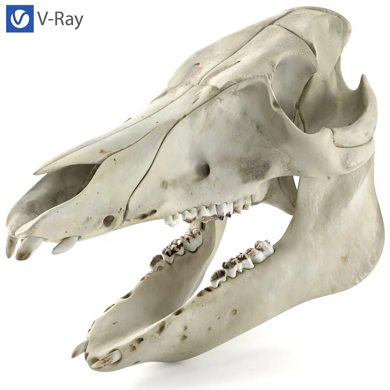 V-Ray renderer photorealistic result tested on pig skull 3d model in 3ds Max.