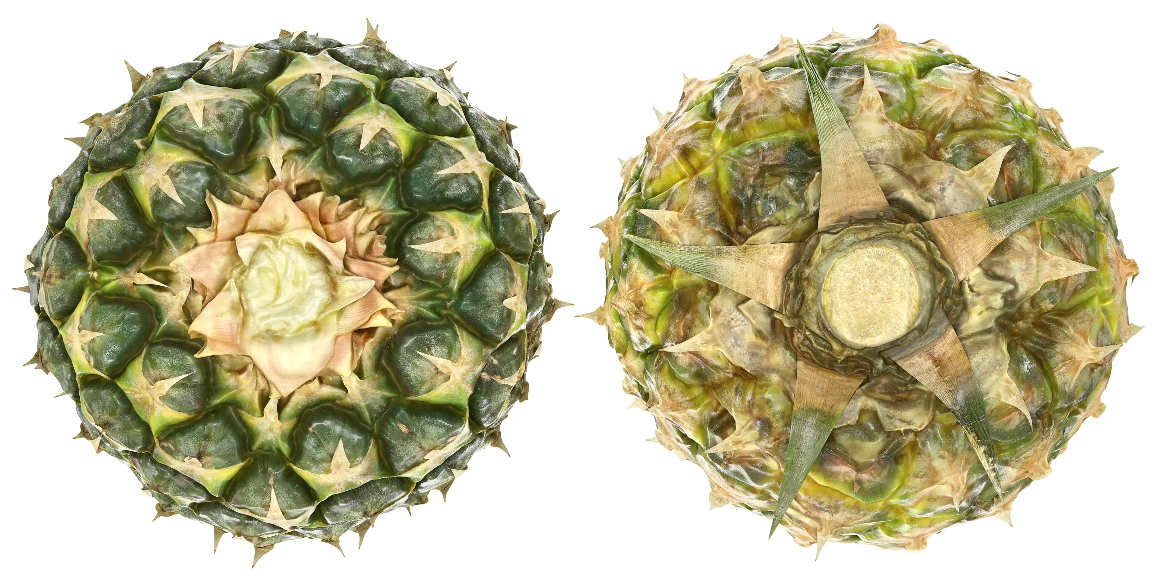 The upper and lower part of the pineapple fruit are shown, where you can see crown and stem sections.