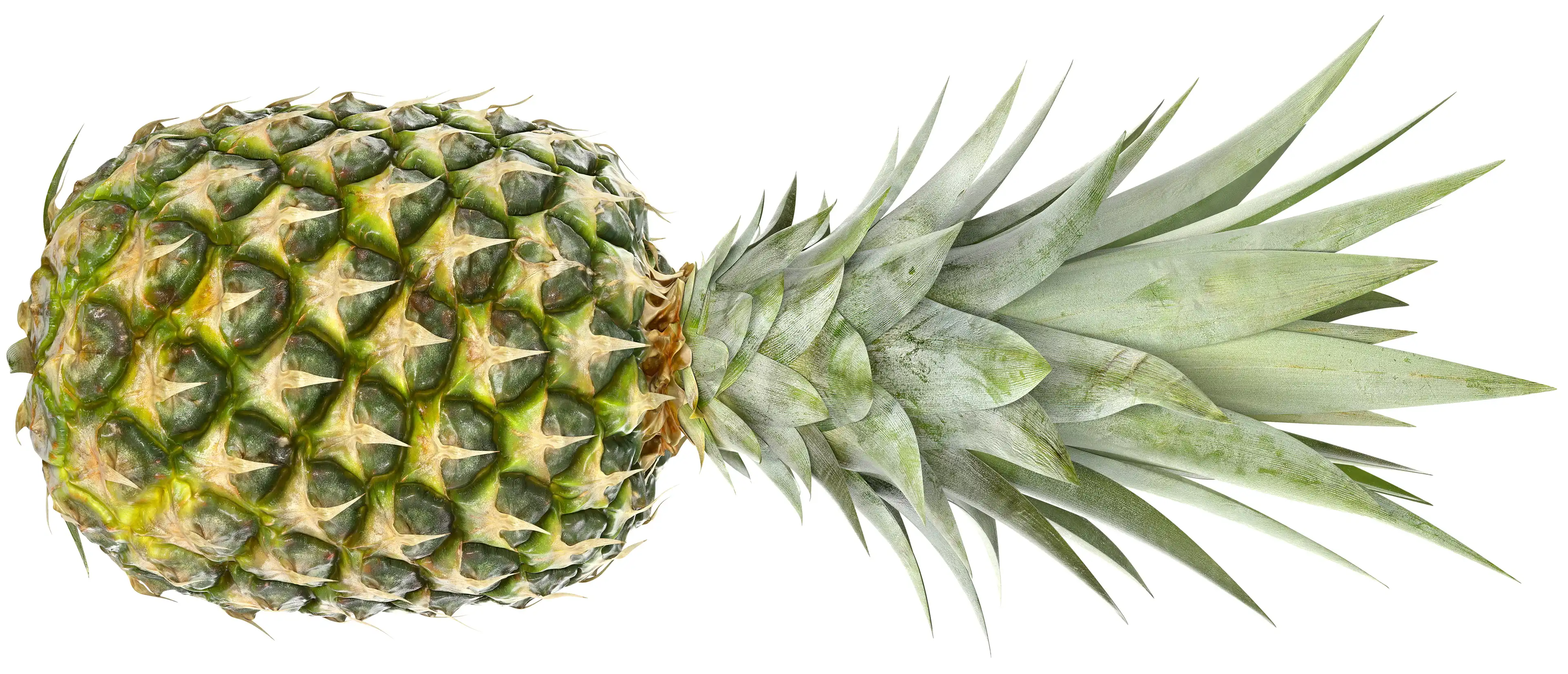 Pineapple with a crown, shown from the side, with the fruit on the left and the leaves of the crown on the right.