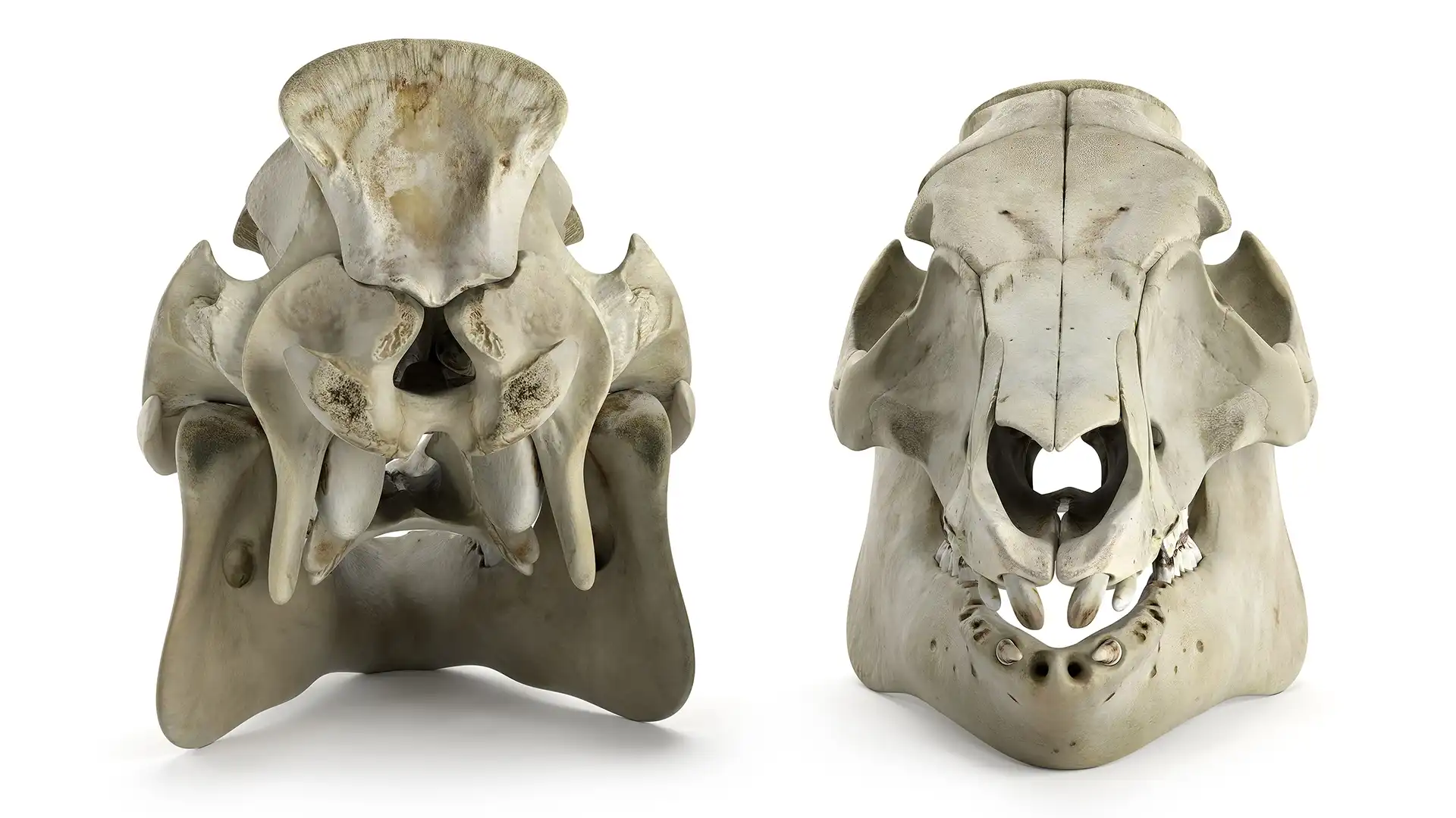Photorealistic scientific 3D rendering of anterior and posterior sides of animal skull, made using a professional scanned anatomical 3D model of a pig's skull. Front and back views.