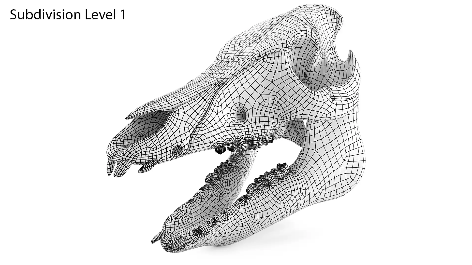 Wireframe rendering of subdivision ready pig skull 3d model with one subdivision level applied.