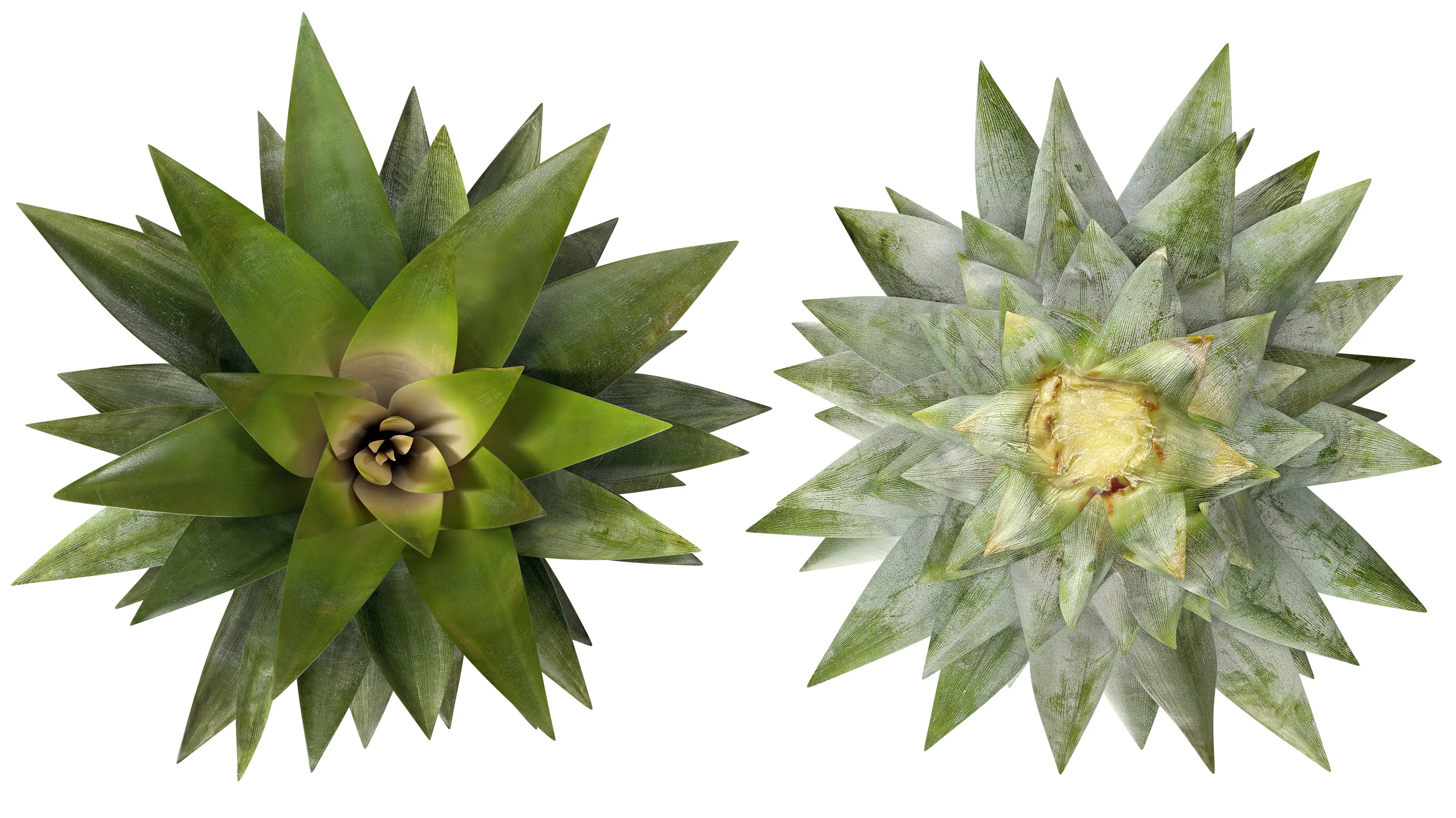 Pineapple crown leaves from above and below.