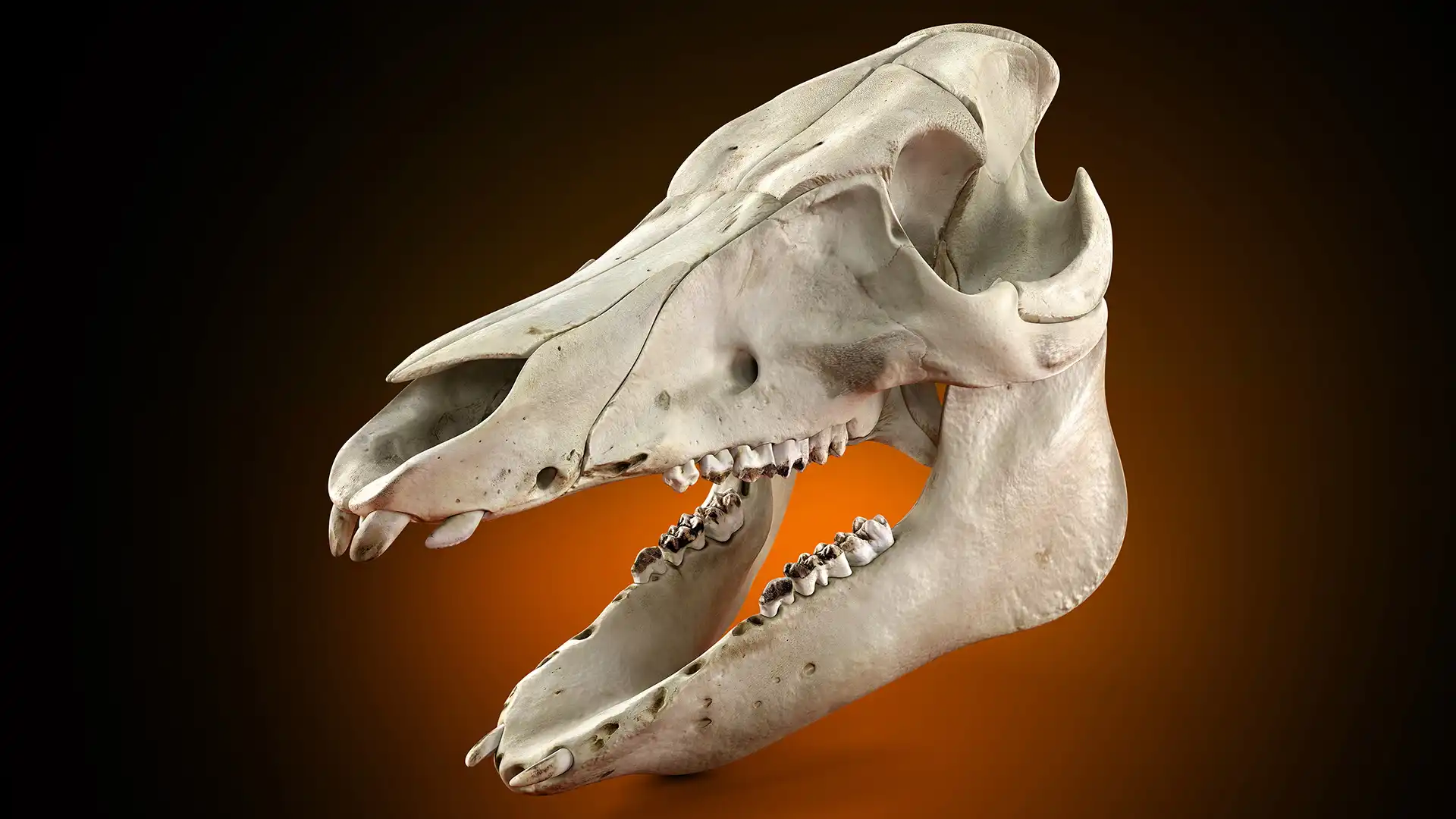 Ultra photorealistic 3d-rendering of a pig skull 3d-model in V-Ray products studio lighting.