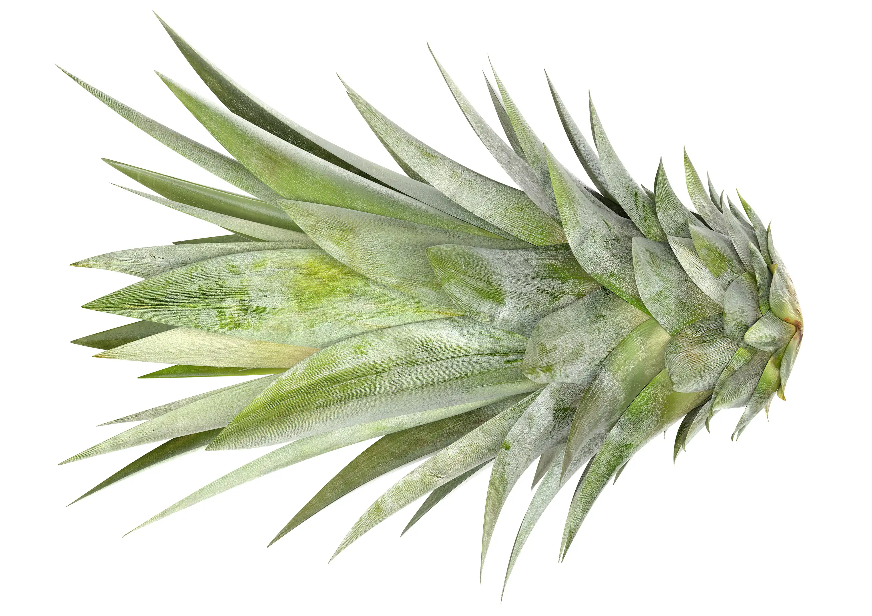 High-res close-up shot of pineapple crown green foliage.