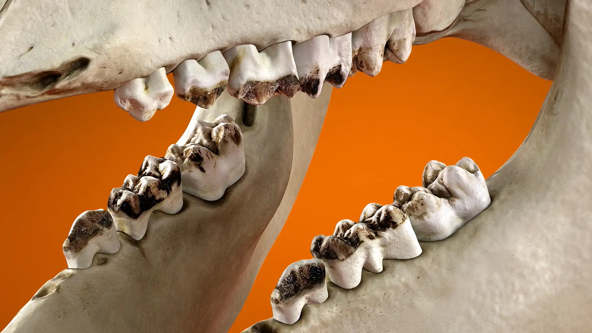 Realistic 3d scanned teeth 3d models rendering closeup.
