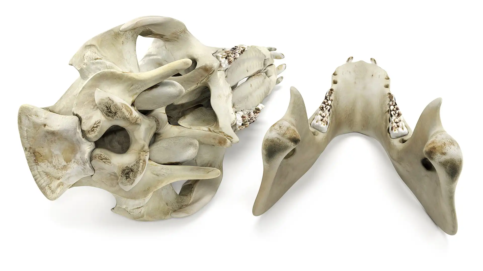 Posterior sides of realistic Pig Skull 3d model separated on two parts, cranium and jaw. Both rendered in white studio with light shadows underneath.