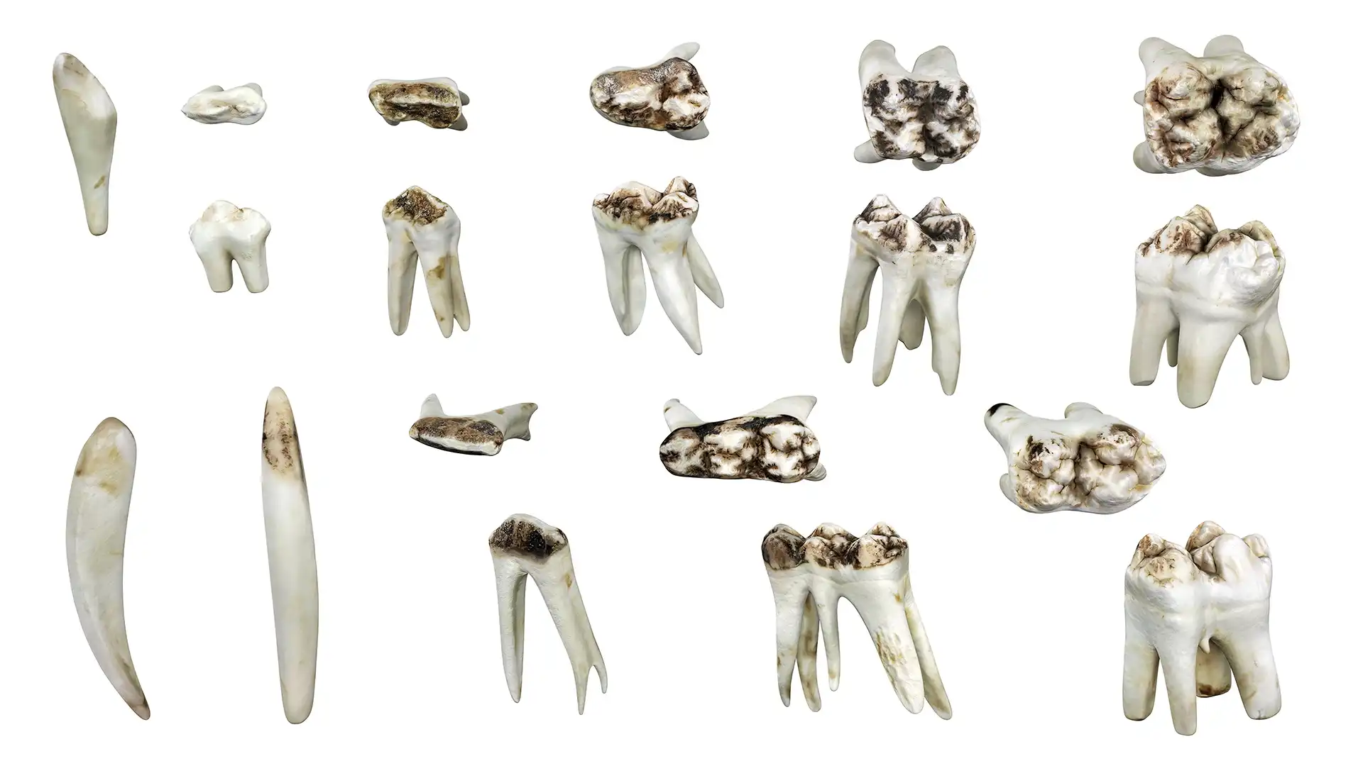 Eleven separate high-quality low-polygonal 3D models of teeth made from scanned domestic pig teeth, shown from the side and top. Six upper and five lower incisors, molars and premolars.