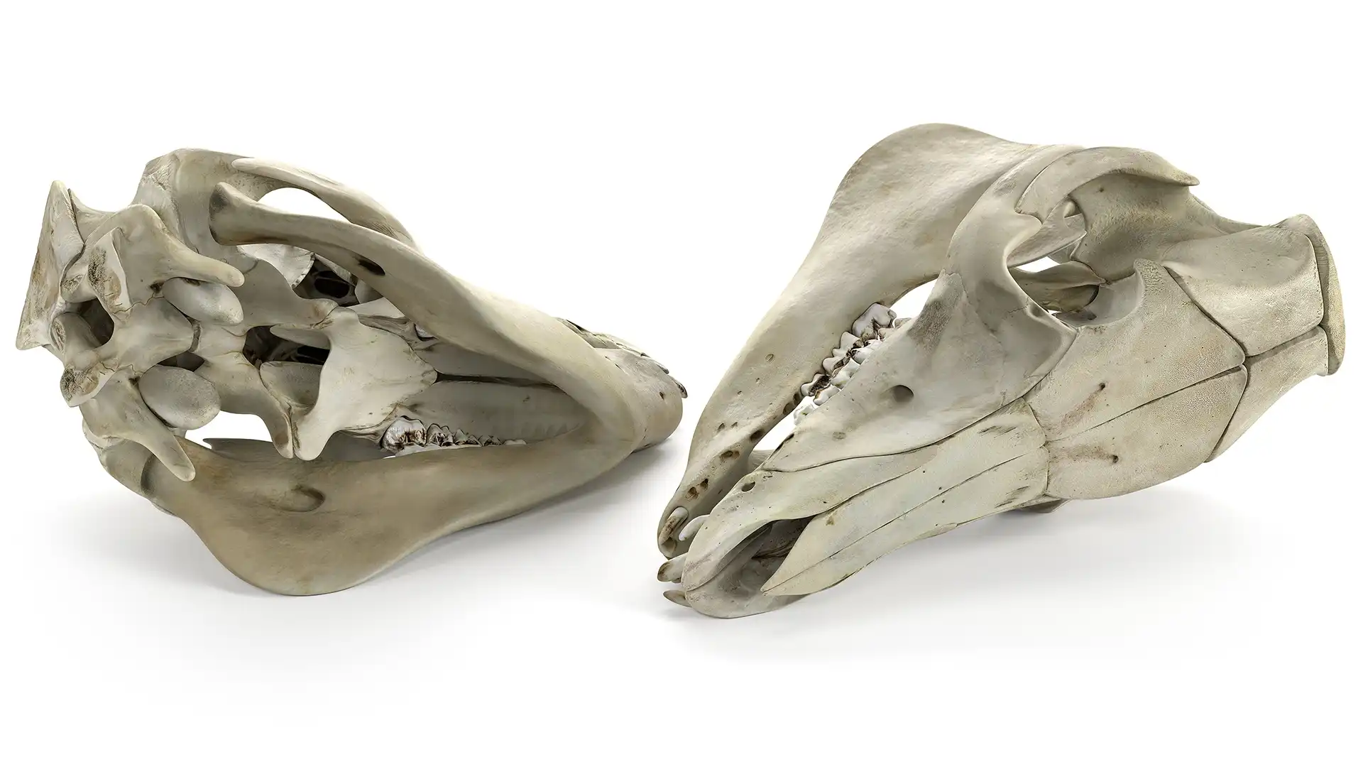 Realistic 3D rendering of two 3D models of animal skulls lying on opposite sides in a white studio to show all the hidden parts of a detailed anatomical 3D model of a pig skull from above and below. Proximal and distal views.