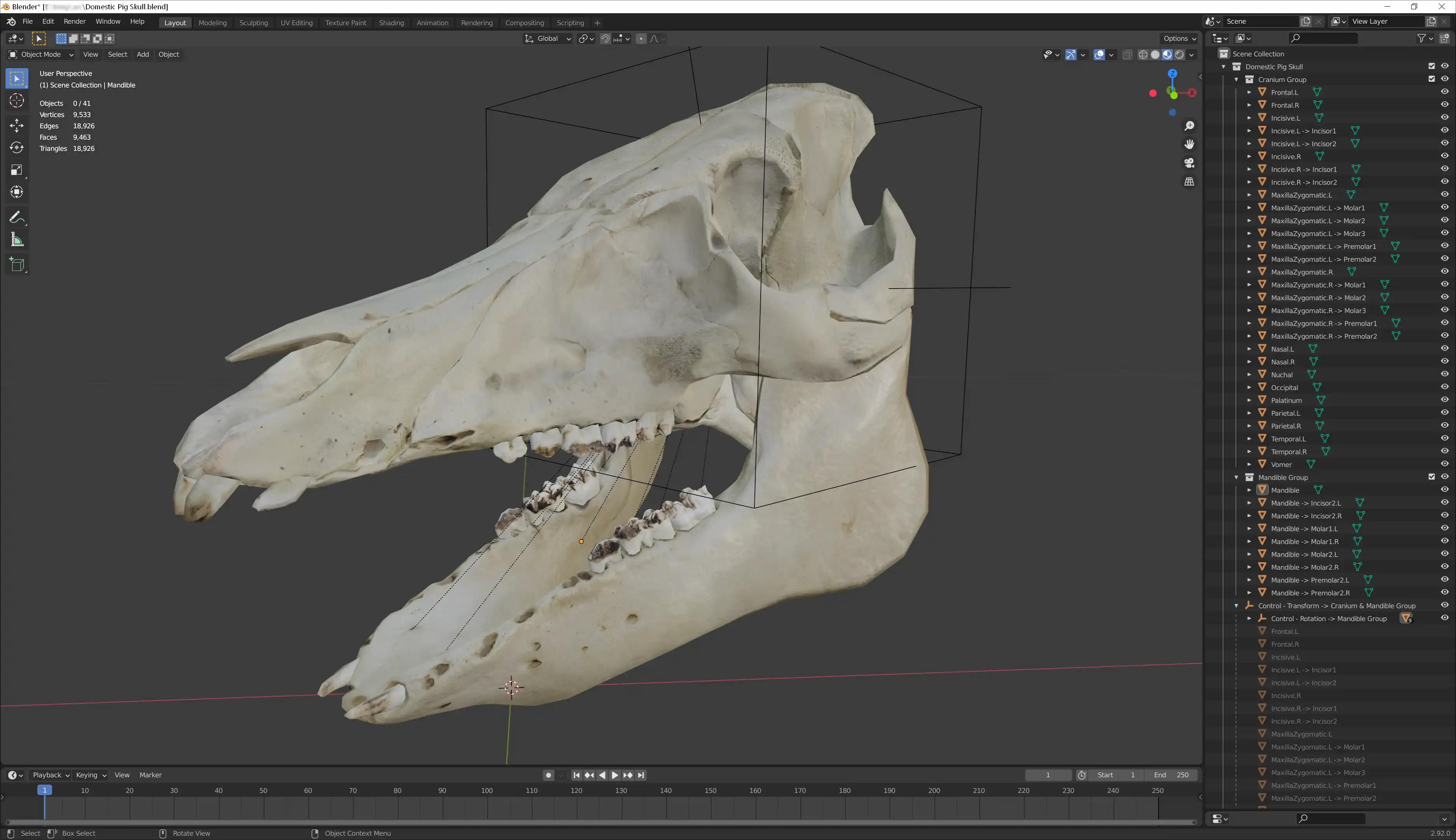 A screenshot of the Blender interface showing the 3D model of a pig skull.