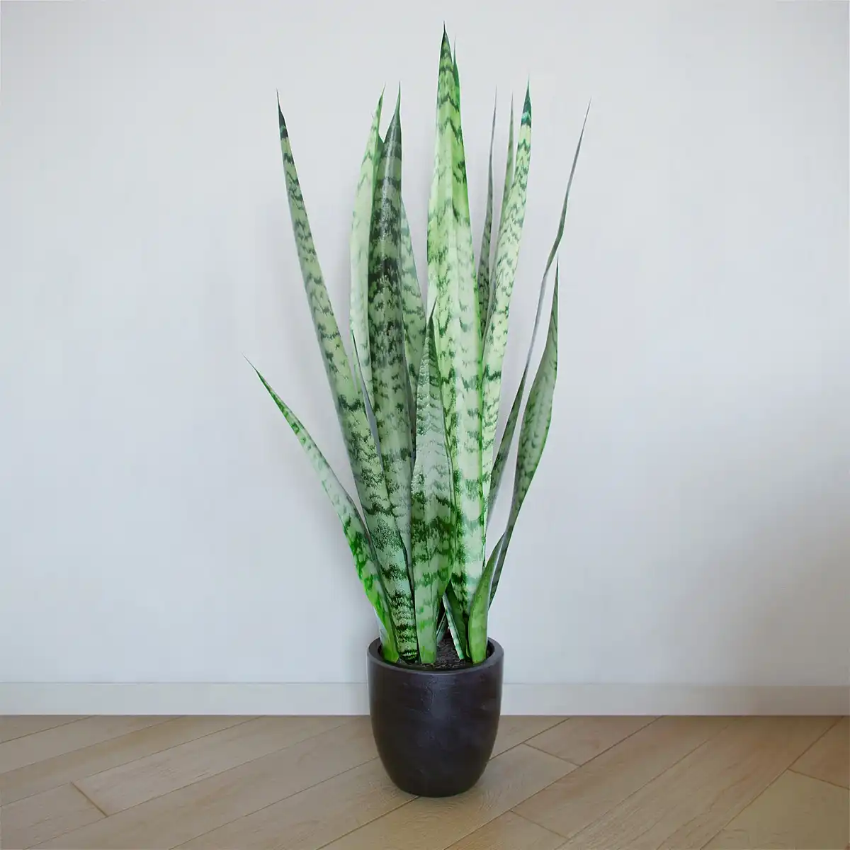 Houseplant sansevieria trifasciata 3D model or Mother-in-Law's Tongue or snake plant on the floor photorealistic visualization in the interior.