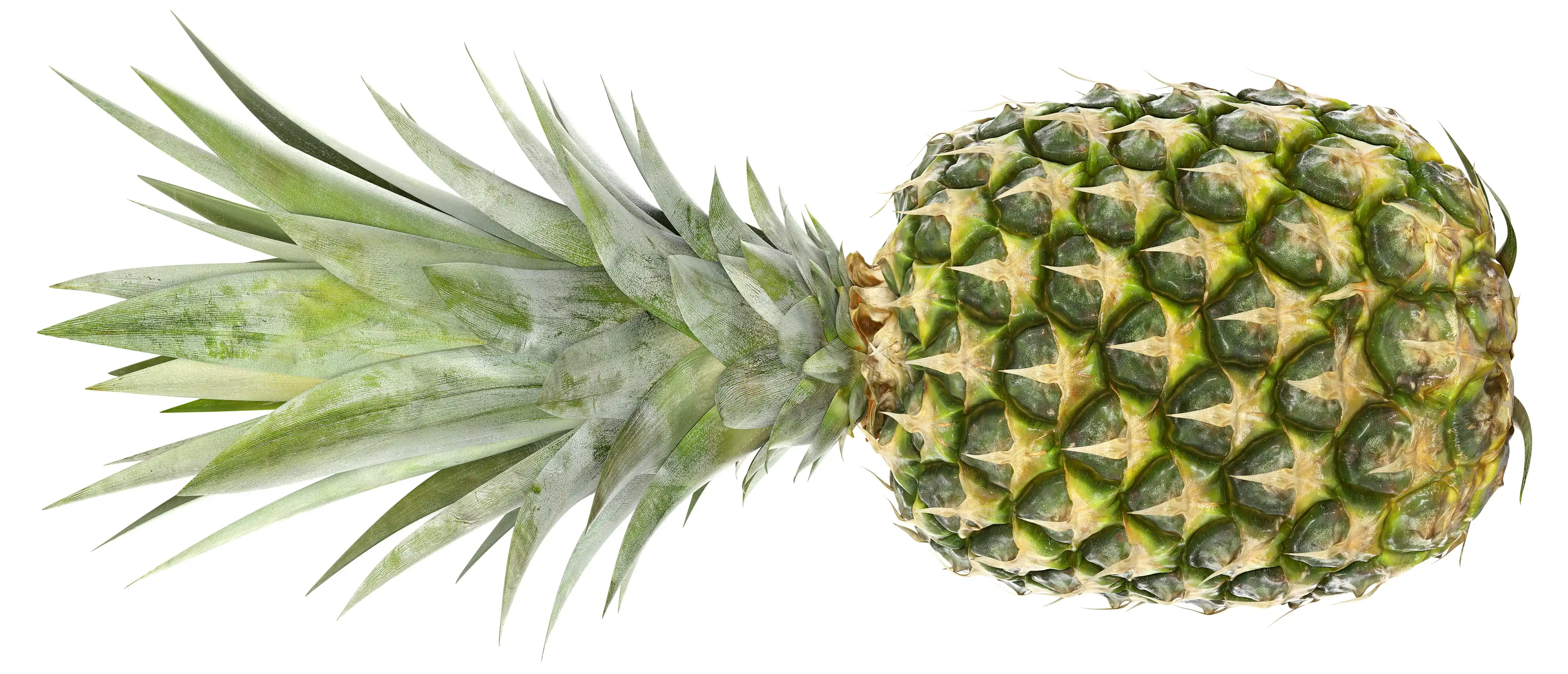 High resolution 4K photo of a whole pineapple on a white background.