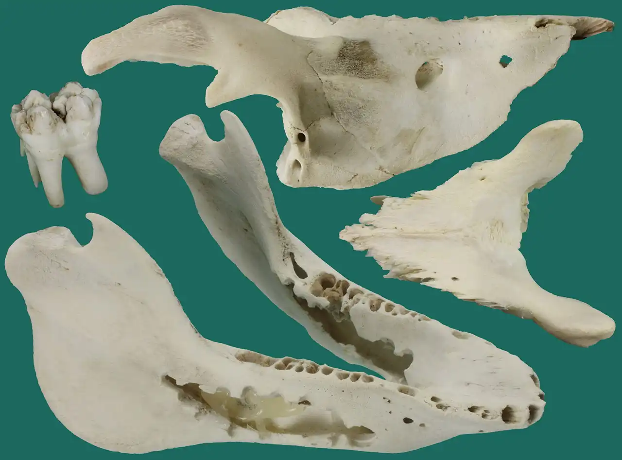 Real photos of domestic pig skull bones.