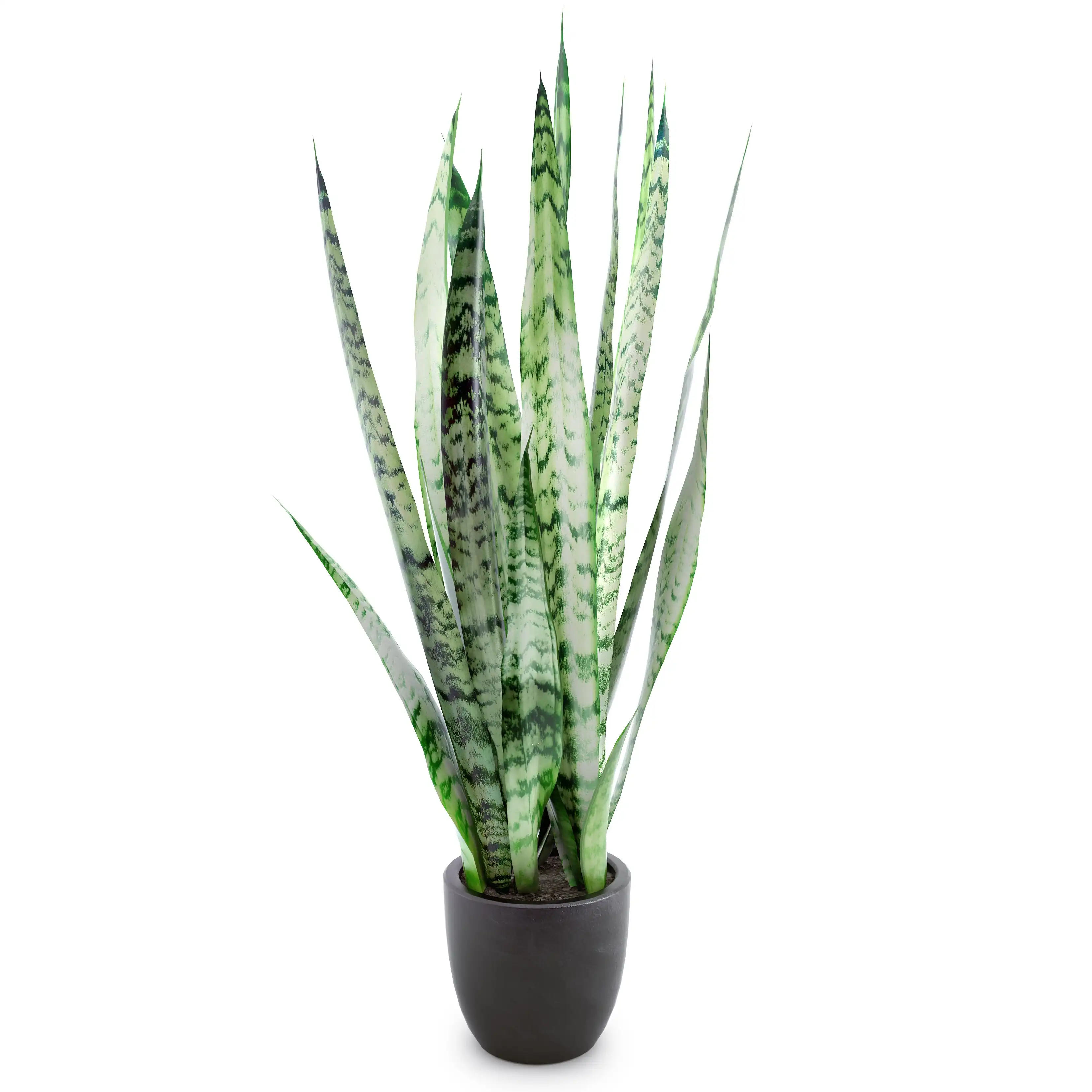 Houseplant Sansevieria 3D Model