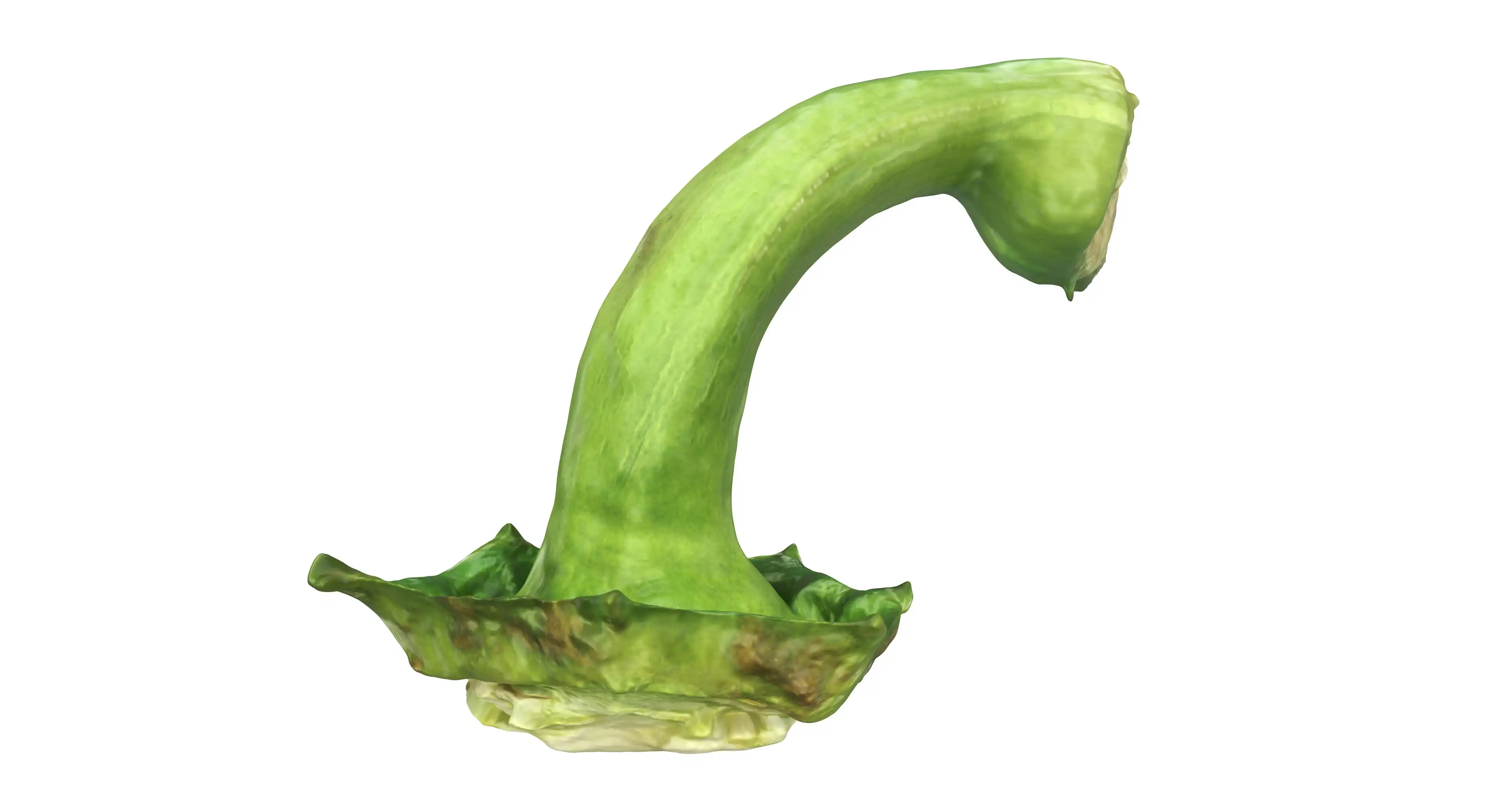 3D rendering of an isolated scanned green trunk of a bell pepper.