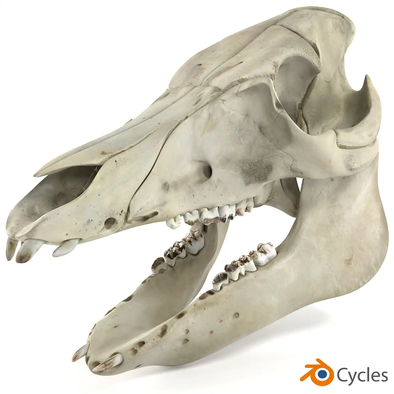 Cycles renderer realistic result tested on pig skull 3d model in Blender.